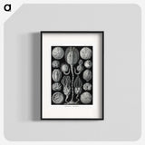 2-90_Ernst-Haeckel_blk