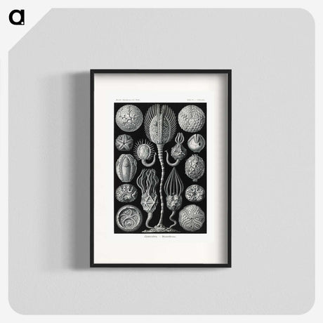 2-90_Ernst-Haeckel_blk