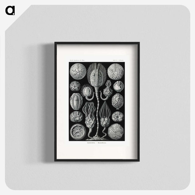 2-90_Ernst-Haeckel_blk
