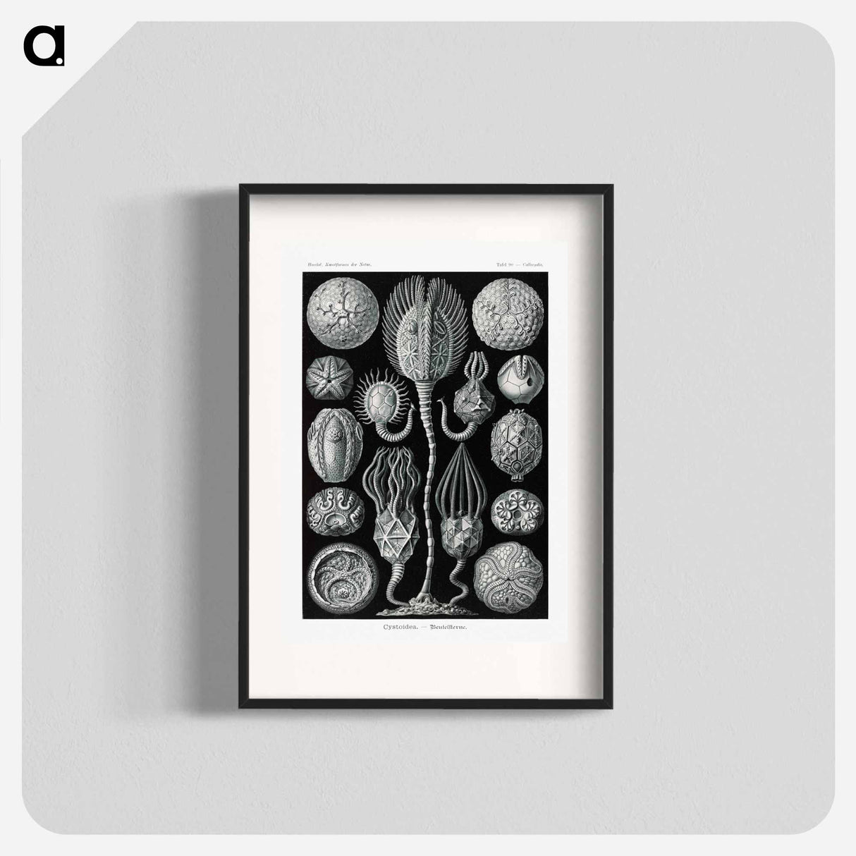 Cystoidea–Beutelsterne - エルンスト ヘッケル Poster.