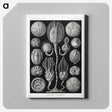 2-90_Ernst-Haeckel_canvas