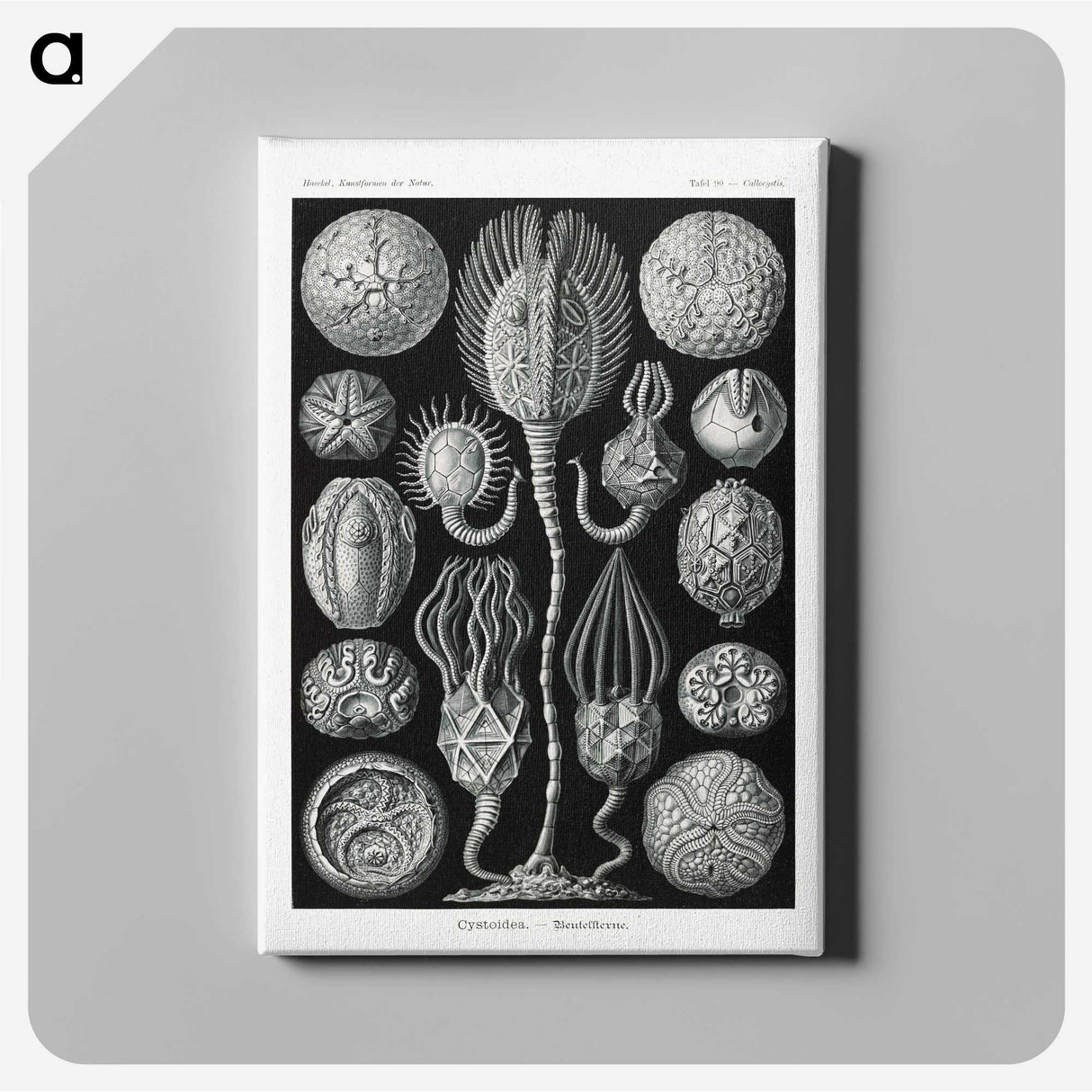 2-90_Ernst-Haeckel_canvas