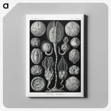 2-90_Ernst-Haeckel_canvas