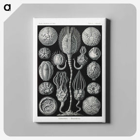 2-90_Ernst-Haeckel_canvas