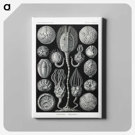 2-90_Ernst-Haeckel_canvas