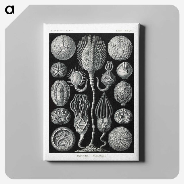 2-90_Ernst-Haeckel_canvas