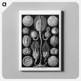 Cystoidea–Beutelsterne - エルンスト ヘッケル Canvas.