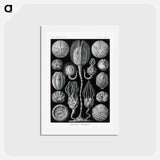 アートポストカード-Cystoidea–Beutelsterne - エルンスト ヘッケル Postcard.