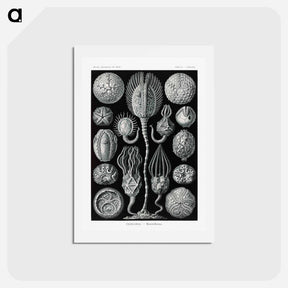 アートポストカード-Cystoidea–Beutelsterne - エルンスト ヘッケル Postcard.