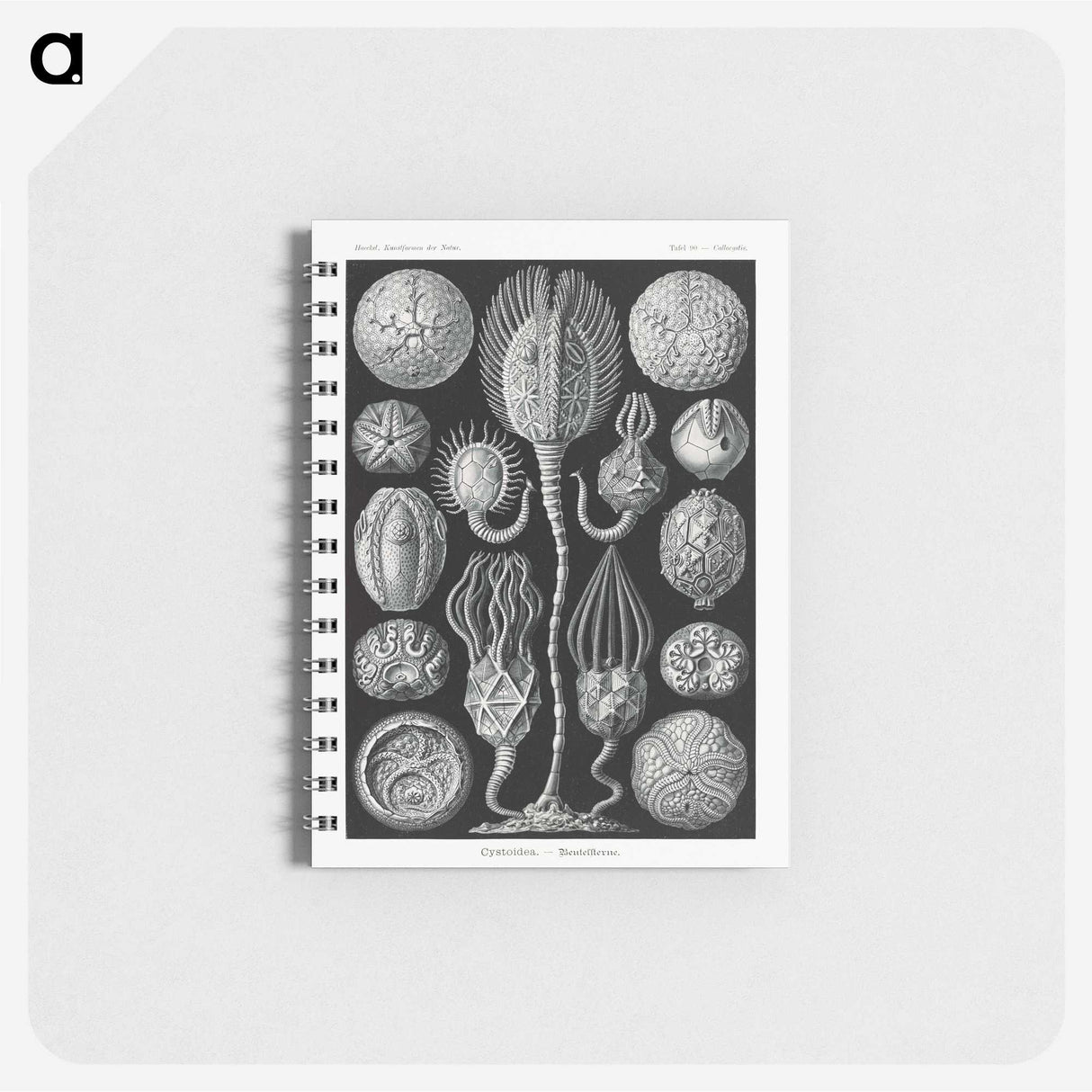 2-90_Ernst-Haeckel_memo