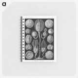 2-90_Ernst-Haeckel_memo