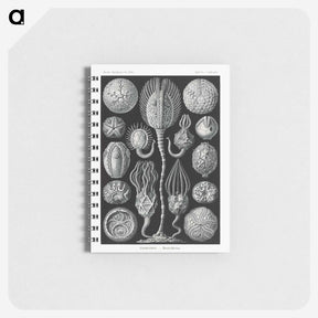 2-90_Ernst-Haeckel_memo