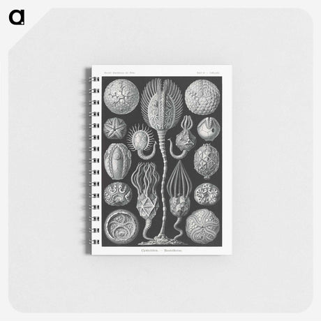 2-90_Ernst-Haeckel_memo