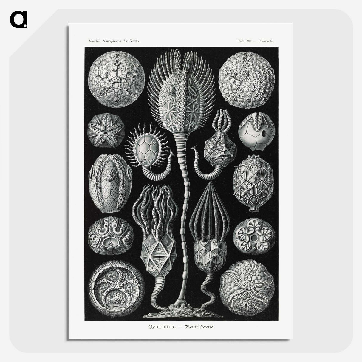 2-90_Ernst-Haeckel_picture-crop