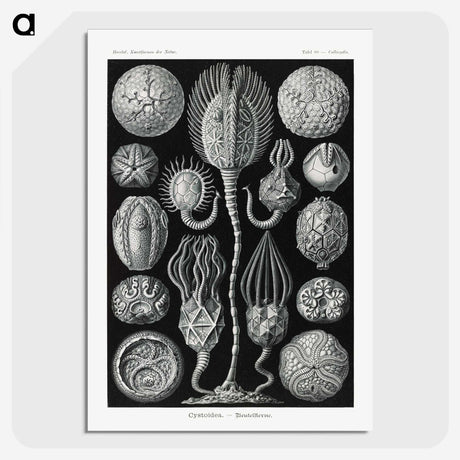 2-90_Ernst-Haeckel_picture-crop