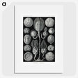 2-90_Ernst-Haeckel_picture