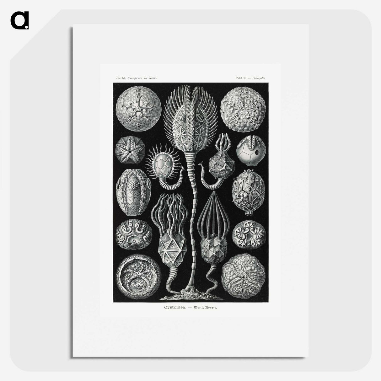 2-90_Ernst-Haeckel_picture