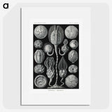 2-90_Ernst-Haeckel_picture
