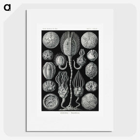 2-90_Ernst-Haeckel_picture