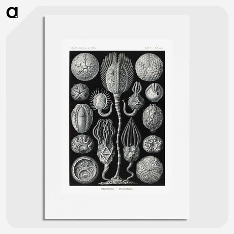 2-90_Ernst-Haeckel_picture