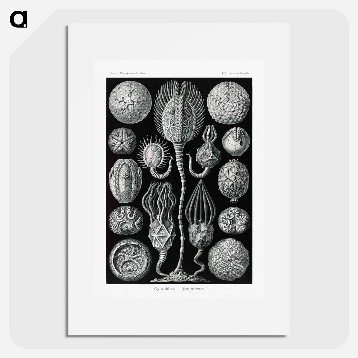 Cystoidea–Beutelsterne - エルンスト ヘッケル Poster.