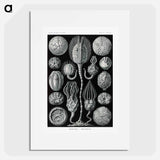 Cystoidea–Beutelsterne - エルンスト ヘッケル Poster.