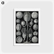2-90_Ernst-Haeckel_postcard