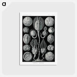 アートポストカード-Cystoidea–Beutelsterne - エルンスト ヘッケル Postcard.