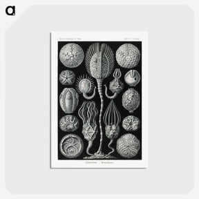 2-90_Ernst-Haeckel_postcard