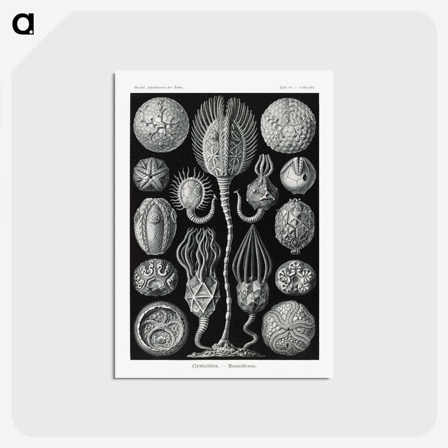 2-90_Ernst-Haeckel_postcard