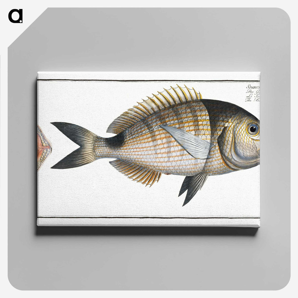 2-90_Ichtyologie-ou-Histoire-naturelle_canvas