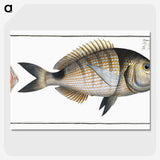 2-90_Ichtyologie-ou-Histoire-naturelle_picture-crop