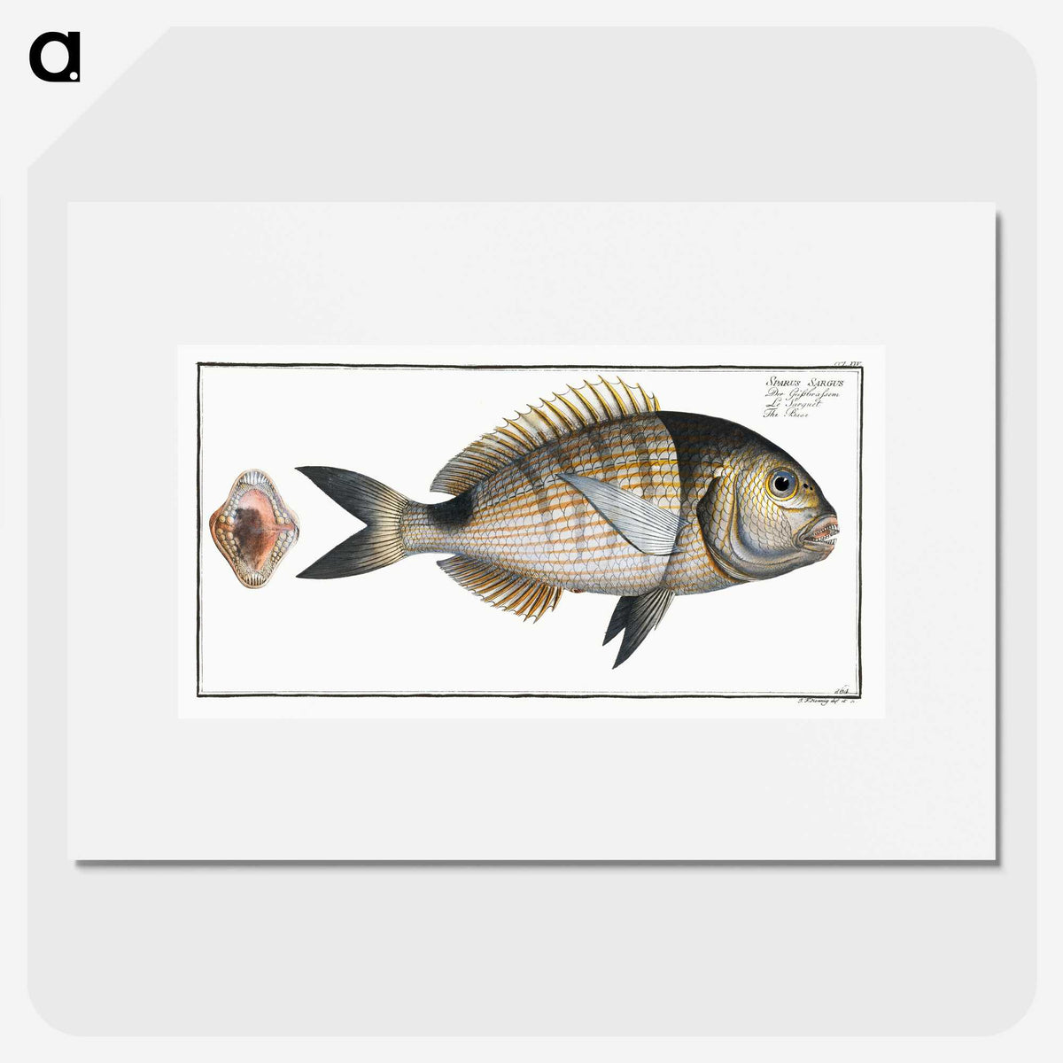 2-90_Ichtyologie-ou-Histoire-naturelle_picture