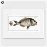 2-90_Ichtyologie-ou-Histoire-naturelle_picture