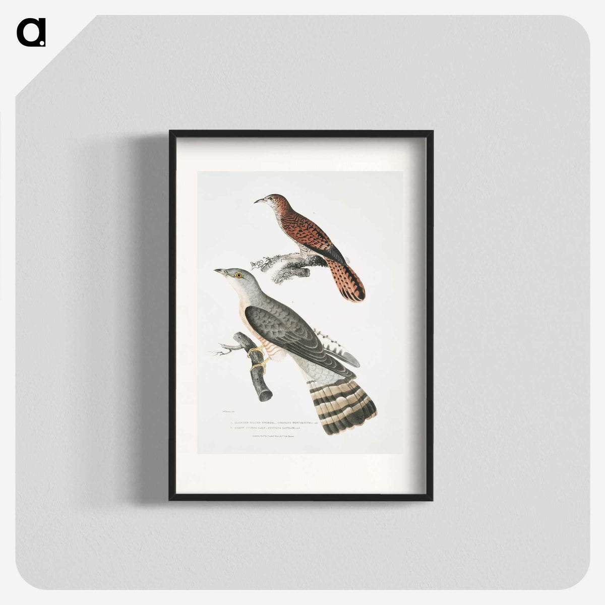 2-90_Indian-Zoology_blk