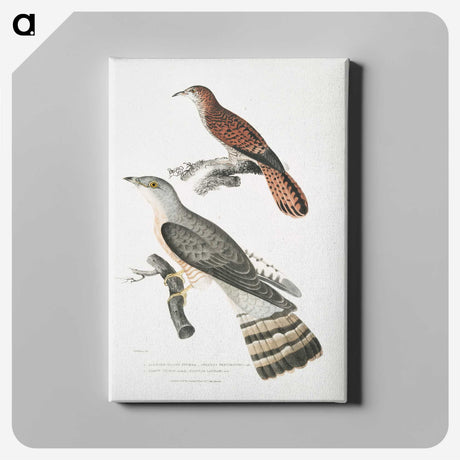 2-90_Indian-Zoology_canvas