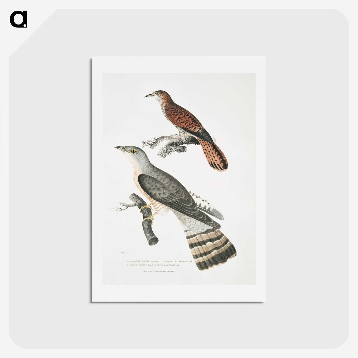 2-90_Indian-Zoology_hagaki