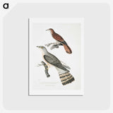 2-90_Indian-Zoology_hagaki
