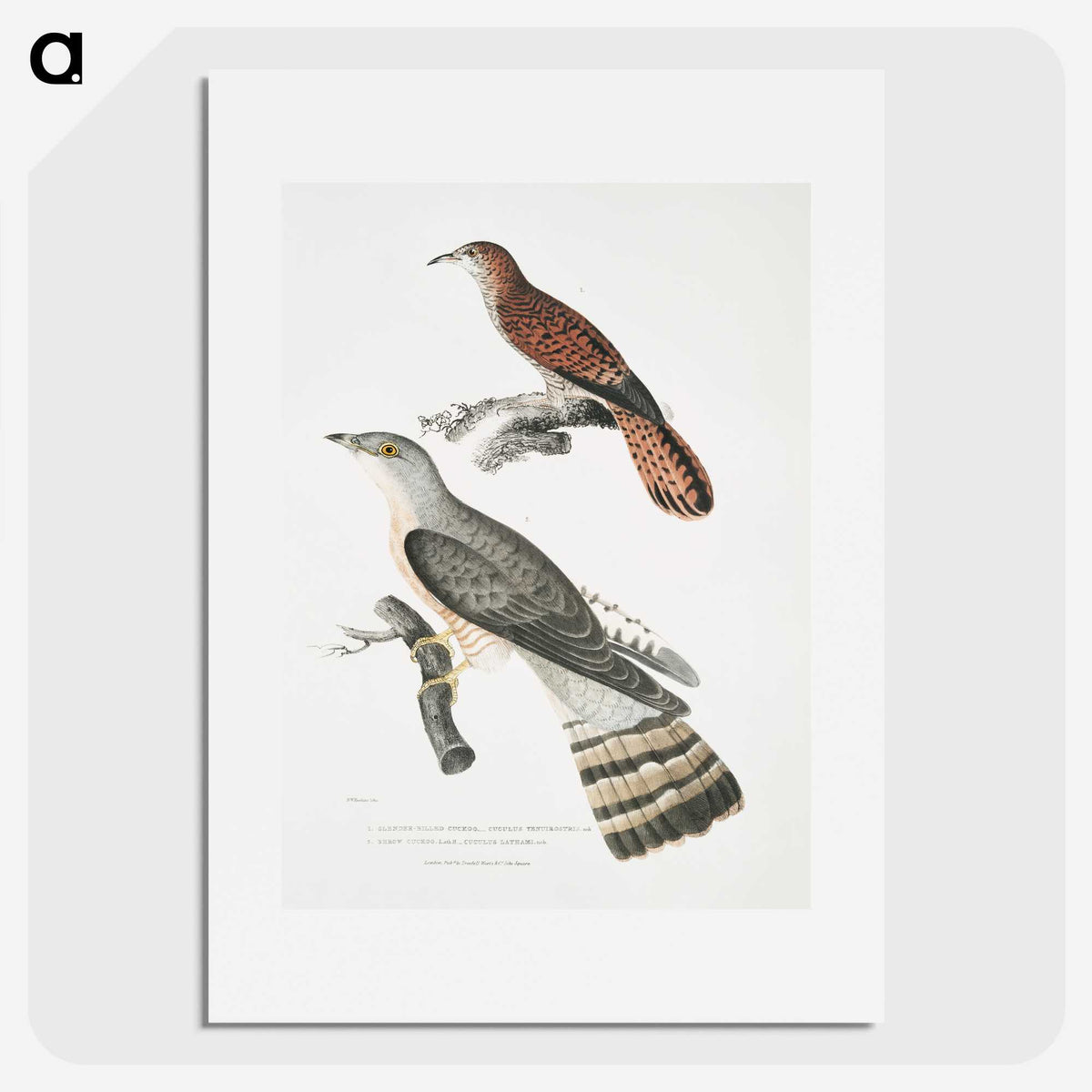 2-90_Indian-Zoology_picture