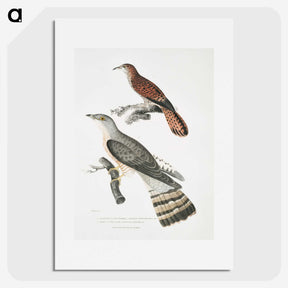 2-90_Indian-Zoology_picture