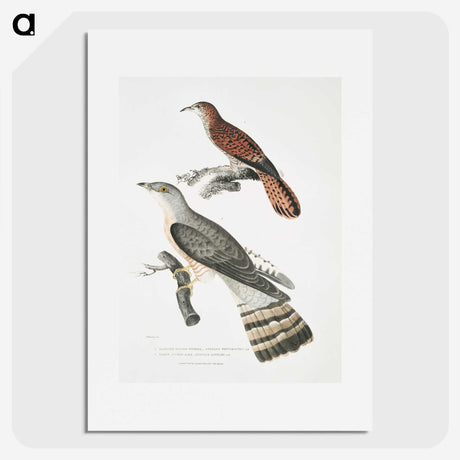 2-90_Indian-Zoology_picture
