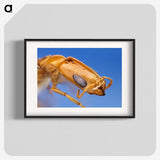 2-90_Insects-Unlocked-Project_blk