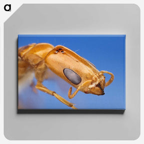 2-90_Insects-Unlocked-Project_canvas