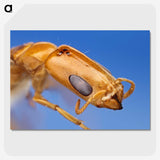 2-90_Insects-Unlocked-Project_picture-crop
