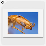 2-90_Insects-Unlocked-Project_picture