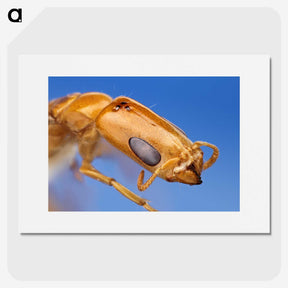 2-90_Insects-Unlocked-Project_picture