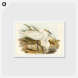 アートポストカード-Spotless Egret
 - ジョン グールド Postcard.