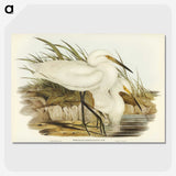 2-90_John-Gould_picture-crop