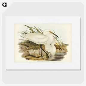 2-90_John-Gould_picture