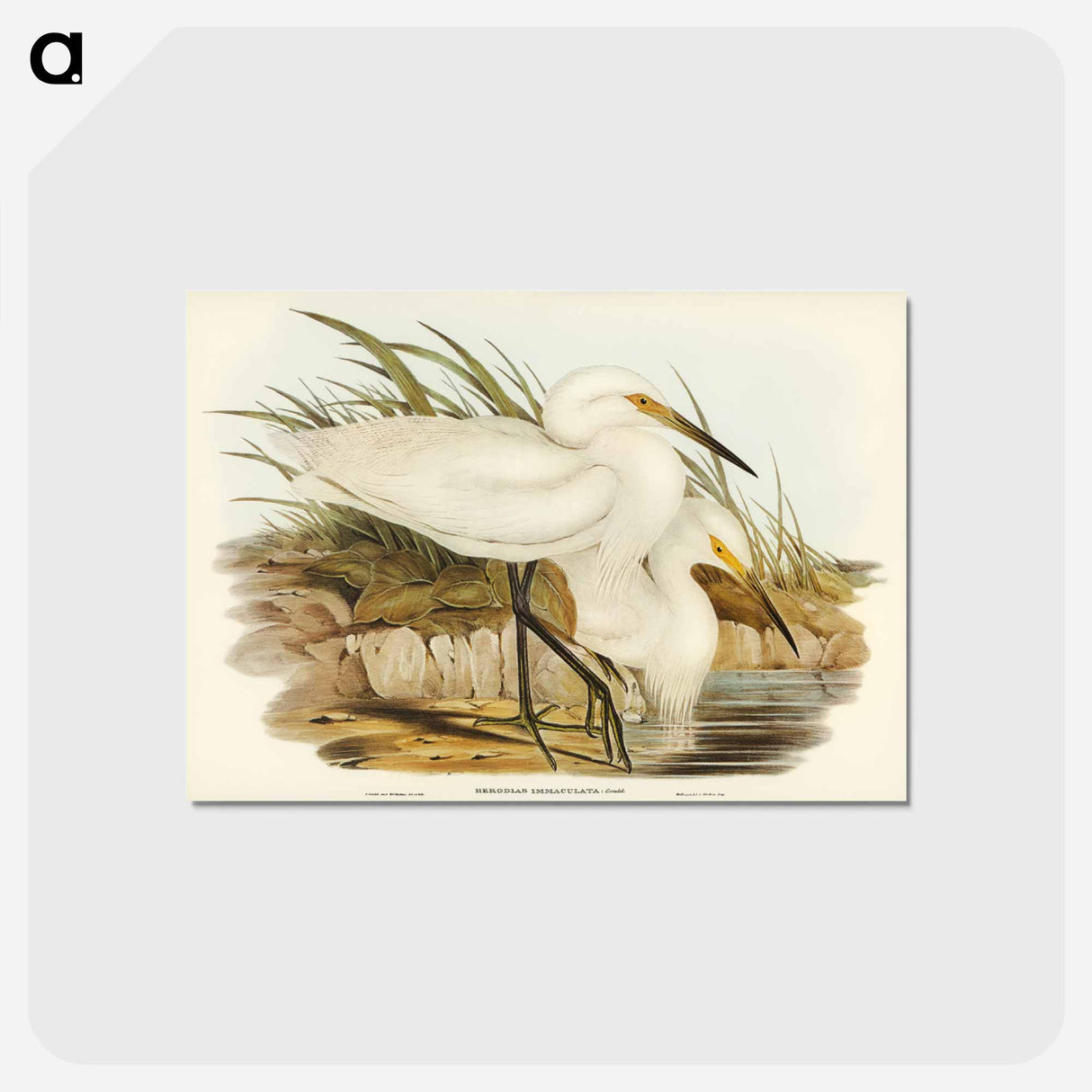 アートポストカード-Spotless Egret
 - ジョン グールド Postcard.